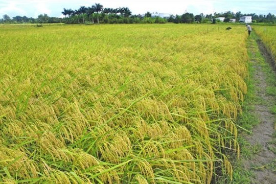 Kỳ 2: Chuyên gia nói về cách trồng lúa bớt thải khí mê tan và phát triển thủy sản ở ĐBSCL