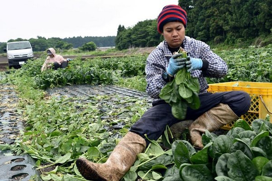 Nhật cho phép một số đối tượng lao động nước ngoài ở lại vô thời hạn