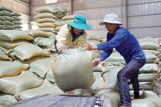 Được mùa, Philippines hạn chế nhập khẩu gạo từ nước ta
