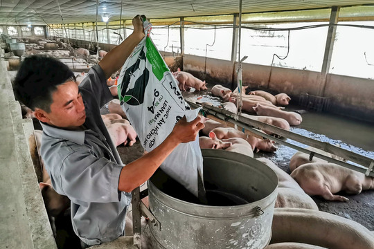 Cần Thơ: Đưa thịt lợn sạch vào chuỗi cửa hàng tiện ích
