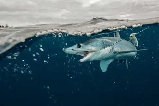 Nhiều nước thống nhất cấm đánh bắt loài cá mập nhanh nhất thế giới