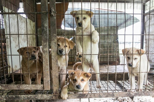 Hội An - nơi đầu tiên ở Việt Nam nói 'không' với nạn buôn bán thịt chó, mèo