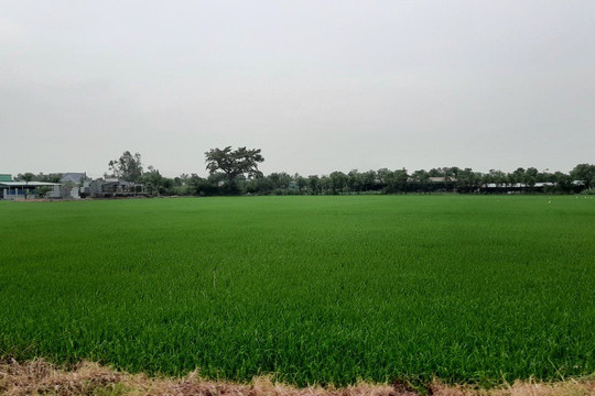 Tiền Giang: Giảm thu hồi diện tích đất lúa, rừng phòng hộ, bỏ dự án sân golf
