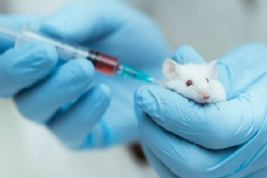 Vắc xin chống lão hóa có hiệu quả ở chuột