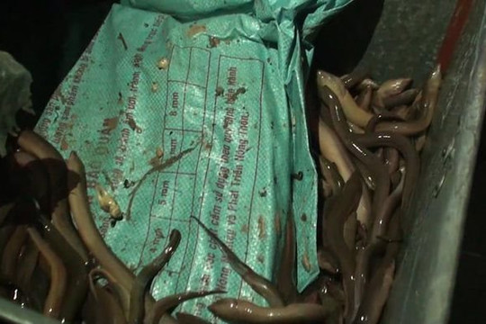 TP.HCM: Bắt đường dây ma túy ngụy trang trong thùng chứa lươn còn sống