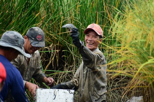 Cà Mau: Nông dân vui trúng mùa, vượt qua đại dịch