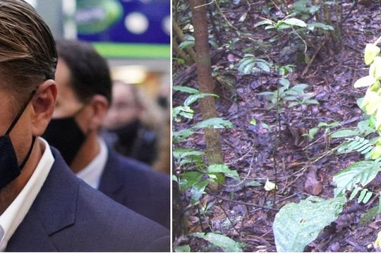 Một loại cây mới được đặt theo tên của tài tử Leonardo DiCaprio