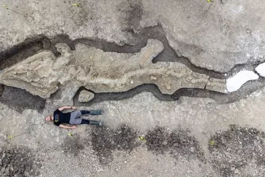Tìm thấy hóa thạch ‘rồng biển’ khổng lồ 180 triệu năm tuổi