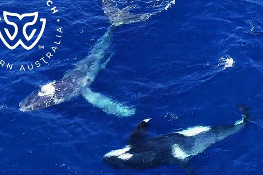 Video hiếm có cá voi sát thủ 'giải cứu' cá voi lưng gù mắc lưới