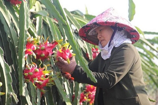 Giúp nông dân đa dạng hóa thị trường nông sản Việt