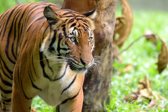 Năm Nhâm Dần và chuyện bảo tồn hổ 