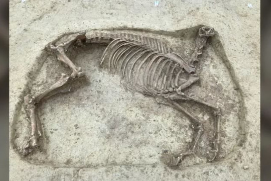 Phát hiện hài cốt người 1.400 năm tuổi chôn cùng ngựa không đầu