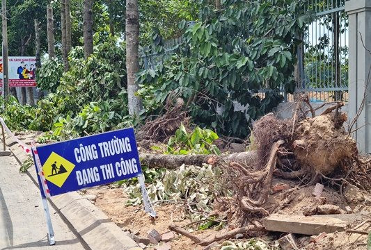 Vụ di dời nhiều cây xanh trên đường Ung Văn Khiêm ở An Giang, chủ đầu tư nói gì?