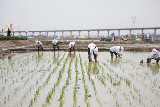 ‘Lúa nước biển’ có thể nuôi sống 80 triệu người