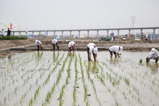 ‘Lúa nước biển’ có thể nuôi sống 80 triệu người