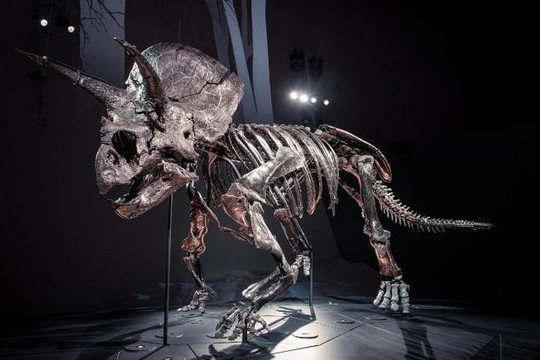 Hóa thạch loài khủng long ba sừng hoàn chỉnh nhất trên Trái đất