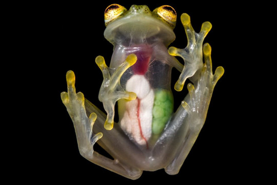 Phát hiện hai loài ếch thủy tinh có cơ thể trong suốt ở Ecuador