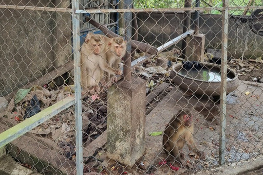 4 cá thể khỉ quý hiếm được thả về môi trường tự nhiên