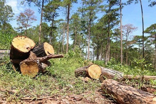 Đầu độc rừng thông bằng thuốc diệt cỏ để lấn chiếm đất