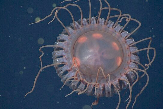 Video hiếm có về loài sứa biển sâu mới ở Vịnh Monterey