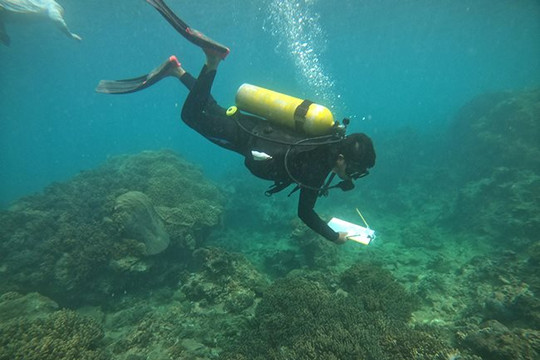 Bình Định: Bác bỏ thông tin san hô tại vịnh Quy Nhơn chết hàng loạt