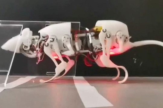 Video chuột robot trình diễn sự khéo léo bất ngờ