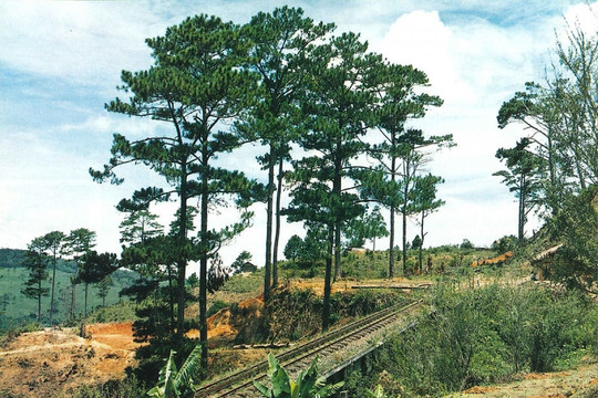Khởi động kế hoạch khôi phục tuyến đường sắt răng cưa Phan Rang – Đà Lạt