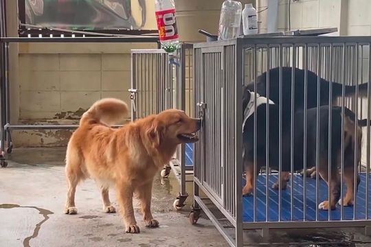 Video chú chó thông minh dùng miệng mở khóa chuồng giải cứu đồng loại