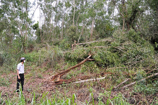 Xã xin khai thác rừng sớm để tránh người dân tự ý khai thác cây gãy đổ