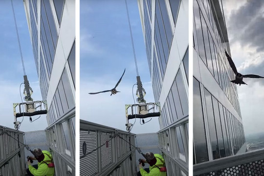 Video chim cắt tấn công hai công nhân làm việc bên ngoài tòa nhà cao tầng