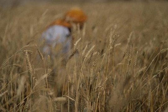 Nắng nóng đe dọa sản lượng lúa mì của Ấn Độ