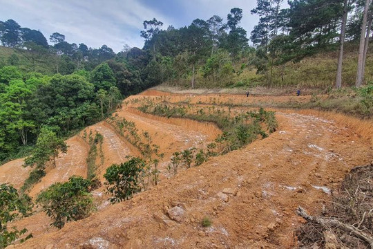 Lắp camera để ngăn chặn phá rừng ở Lâm Đồng