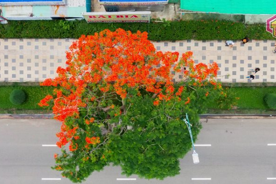 Lý giải khoa học về cây phượng ‘nửa xanh nửa đỏ’ đang gây sốt ở Vũng Tàu