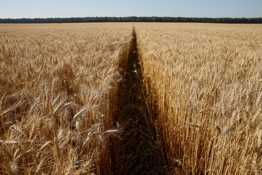 Lạm phát lương thực toàn cầu thêm trầm trọng khi thu hoạch lúa mì tại Ukraine có thể giảm mạnh