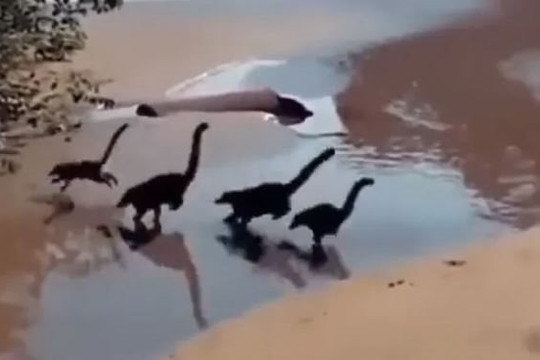 Điều thú vị đằng sau đoạn video đàn khủng long con chạy trên bãi biển