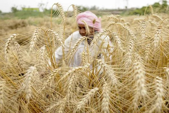 Ấn Độ cấm xuất khẩu lúa mì, khủng hoảng lương thực toàn cầu thêm trầm trọng