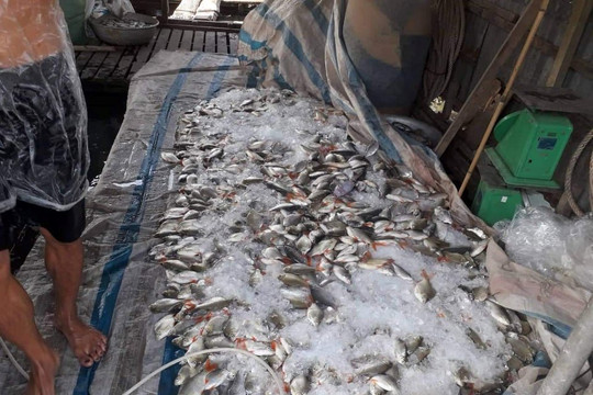 An Giang: Hàng chục bè cá được di dời nên lượng cá chết đã giảm