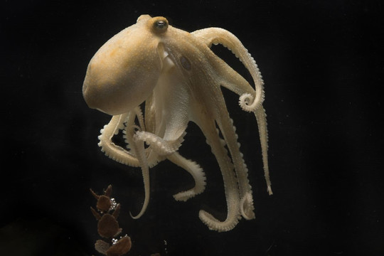 Các nhà khoa học lý giải hành vi tự hủy hoại bản thân của bạch tuộc khi sinh sản