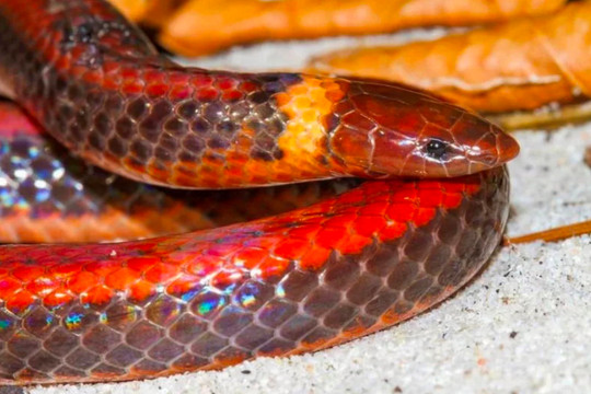 Phát hiện loài rắn đào hang quý hiếm chưa từng được biết đến trước đây