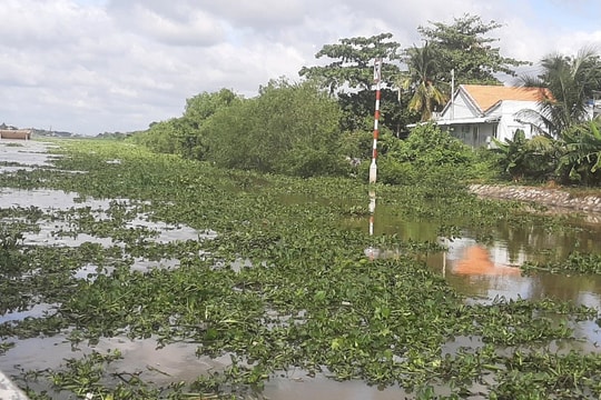 Tiền Giang: Lục bình dày đặc trên sông, ảnh hưởng giao thông đường thủy 