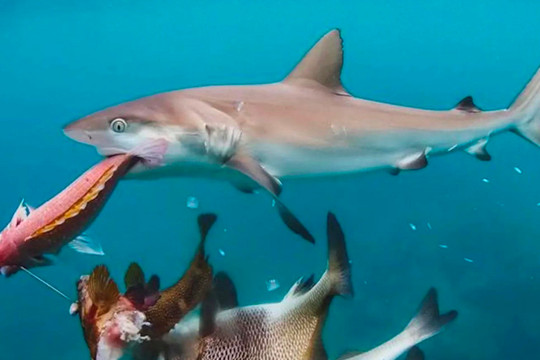 Video cá mập hung hăng lao vào cướp cá của các ngư dân