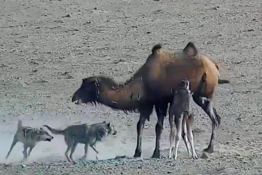 Lạc đà mẹ dùng cơ thể che chắn cho con non trước bầy sói đói