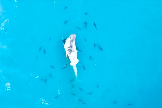 Cảnh tượng hiếm thấy hơn 60 con cá mập xé xác cá voi lưng gù trên biển
