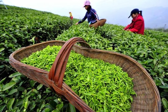 Tản mạn trà Việt