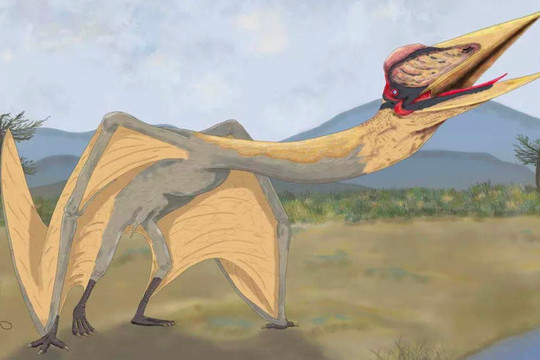 Tìm thấy hóa thạch loài dực long khổng lồ với sải cánh dài 9 mét