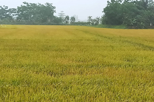 Hai tỉnh Thừa Thiên-Huế và Quảng Trị được cấp hơn 2.450 tấn hạt giống lúa, ngô để khôi phục sản xuất