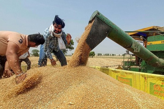 Lo ngại Ấn Độ hạn chế xuất khẩu gạo