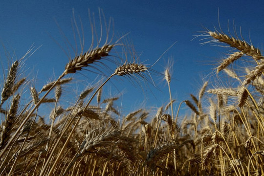 Ngân hàng hạt giống khổng lồ của Ukraine có thể bị phá hủy vĩnh viễn vì chiến tranh