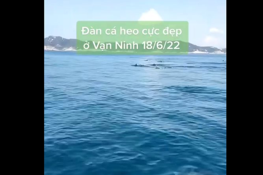 Video ghi lại cảnh đàn cá heo bơi lội ở khu vực vịnh Vân Phong