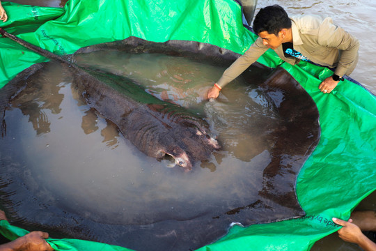 Bắt được cá nước ngọt lớn nhất thế giới nặng 300kg trên sông Mekong